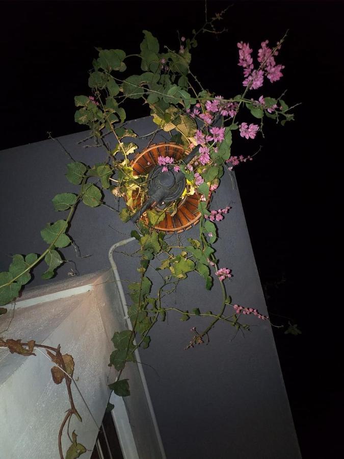 Mango Tree Homestay ฮัมปี ภายนอก รูปภาพ